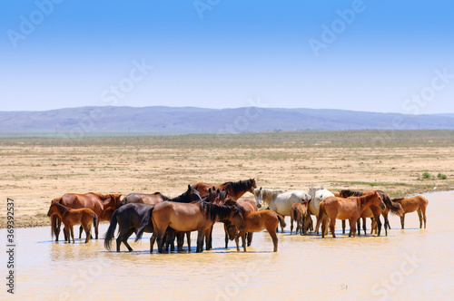 Herd of horses, escapes from the heat. © Sergio
