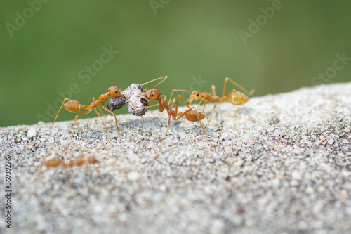 Find food Red ants on the ground © pangcom