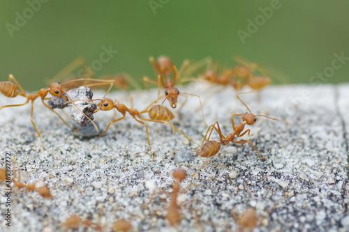 Find food Red ants on the ground © pangcom