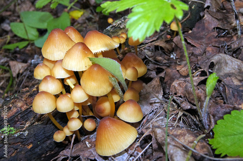 mushrooms in the forest