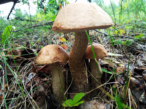 mushrooms in the forest