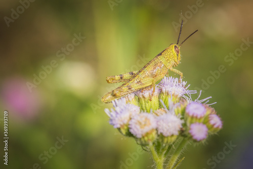 Close up of grasshopper sitting alone on flowers