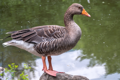 The wild greylag goose standing on the green shore of the pond