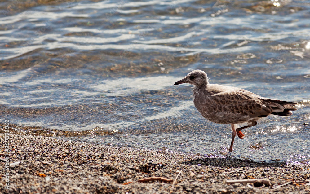 Fototapeta premium a seagull cub runs by the shore