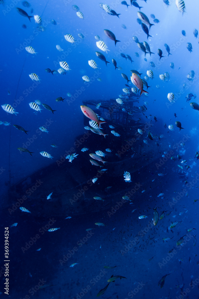 Fototapeta premium Shipwreck Park of Pernambuco - Brazil