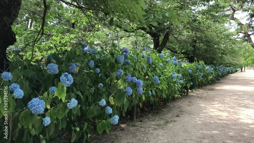 アジサイ