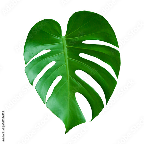 green leaf isolated on white