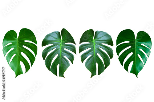 green leaves isolated on white