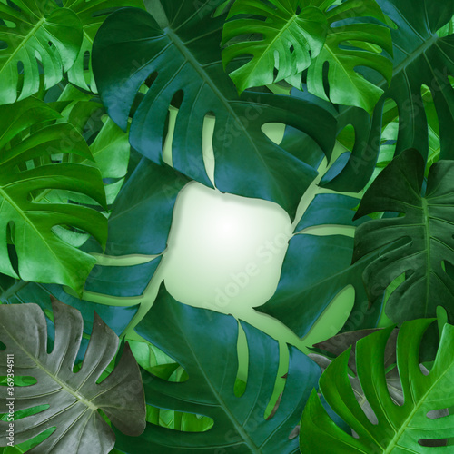 green leaf background