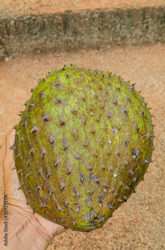 Whole Ripe Soursop In Hand photo