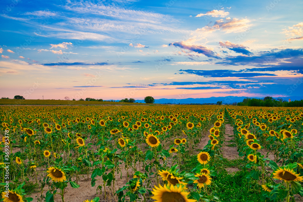 Obraz premium field of sunflowers and sunset