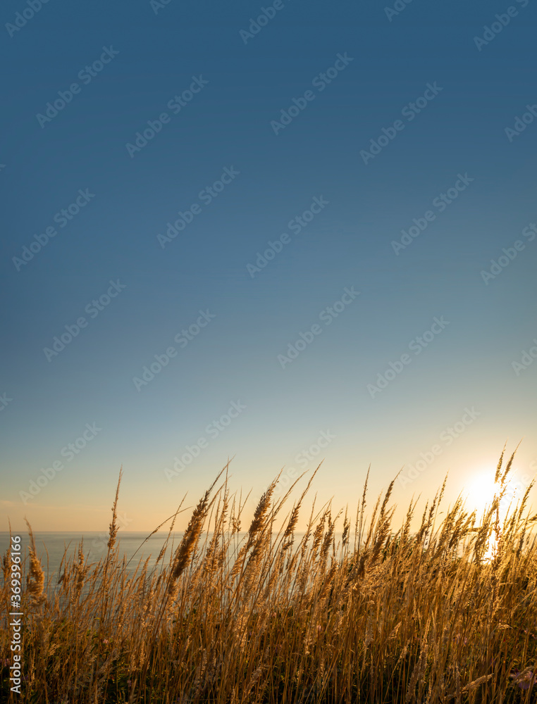 Sunrise sunset of sea with golden blades of wild grass and gold blue sky Sunrise sunset of sea with golden blades of wild grass and gold blue sky