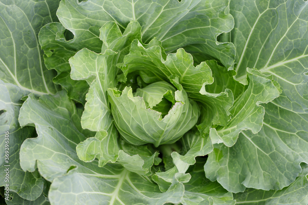 young cabbage growing in the garden close up young cabbage growing in the garden close up