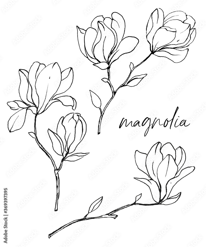 Plakat Magnolia branches, flower set, black lines flowers. Spring blossom. Floral sketches black ink on white background.