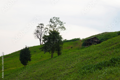 Views of the green corn garden in the mountains  with Small hut