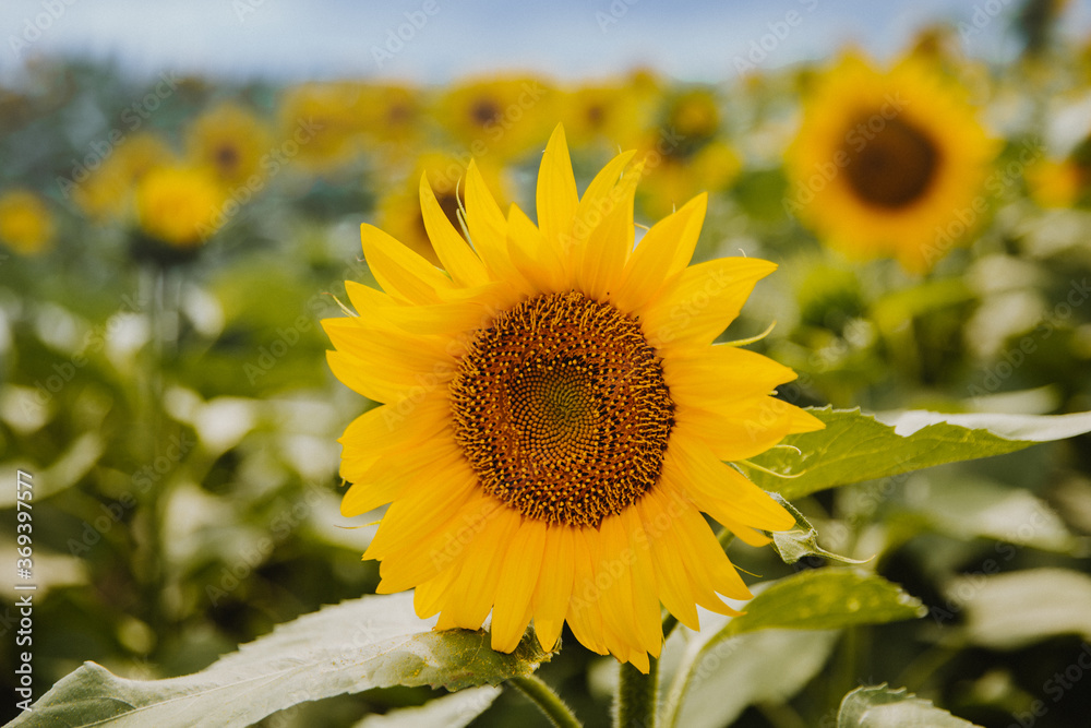 Fototapeta premium sunflower in the field