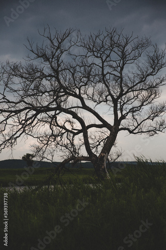 Wallpaper Mural tree in the morning Torontodigital.ca