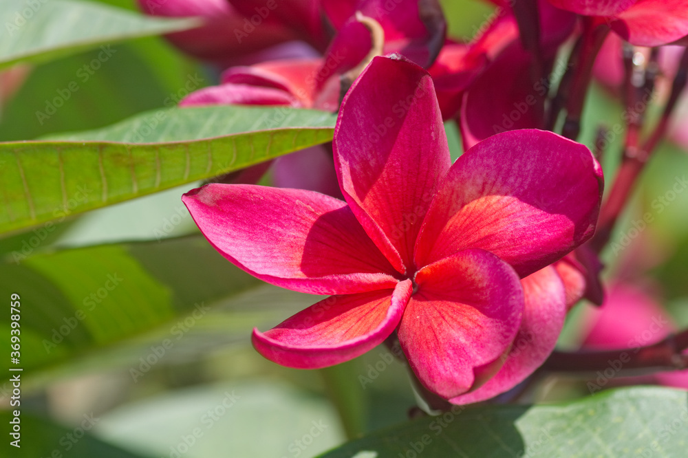 Red flower of plumeria in garden. Red flower of plumeria in garden.