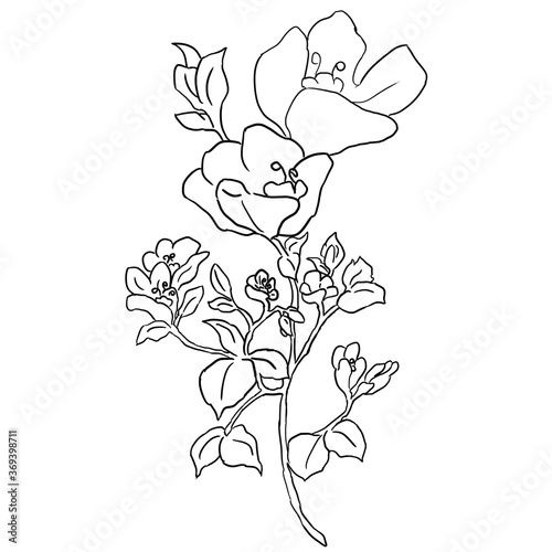 vector illustration of a rose