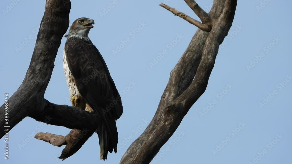 Eagle in tree video UHD Mp4 4k .