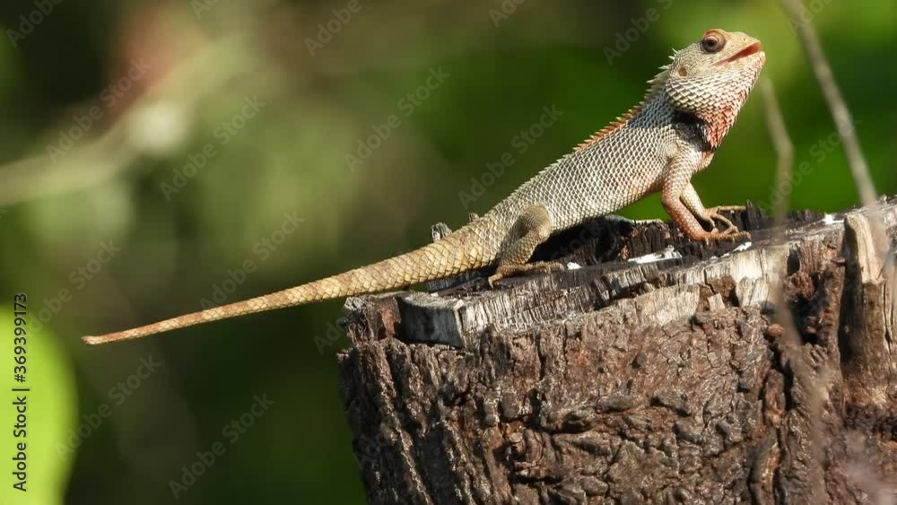 Lizard waiting for pray UHD Mp4 4k video . Lizard waiting for pray UHD Mp4 4k video .