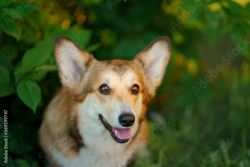 dog portrait in nature. red and white Welsh corgi pembroke sitting by an apple tree at sunset. Active pet outdoors