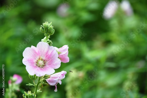 Closeup picture of beautiful pink flowers with green leaves Pink bougainvillea flower	