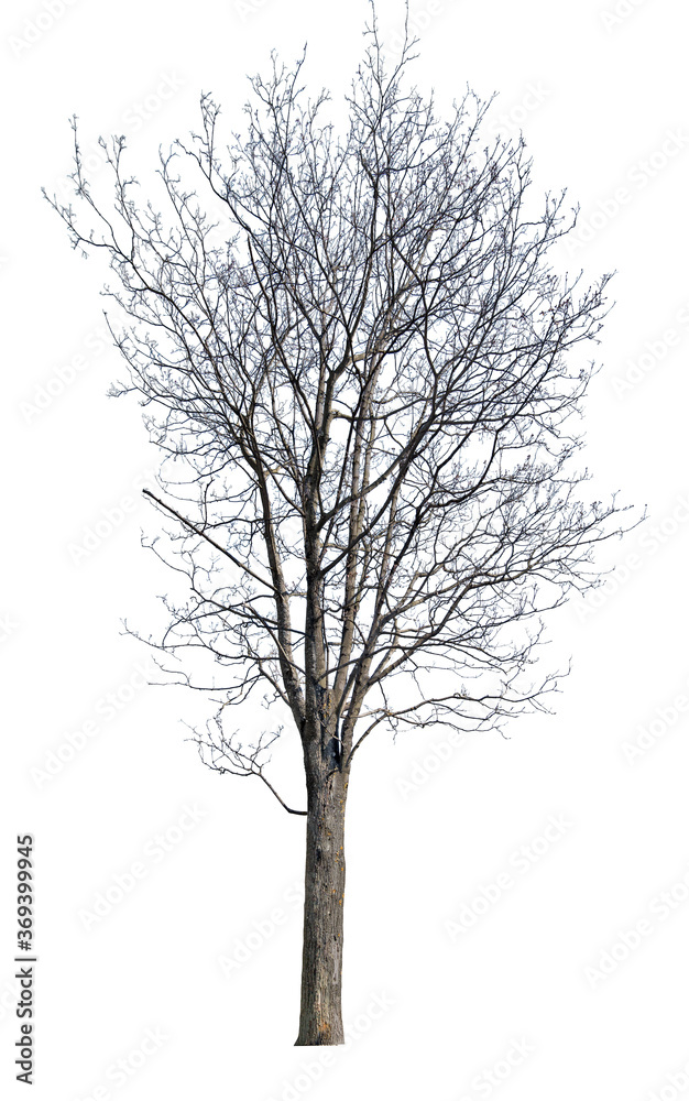 Obraz premium high winter maple with bare dense branches