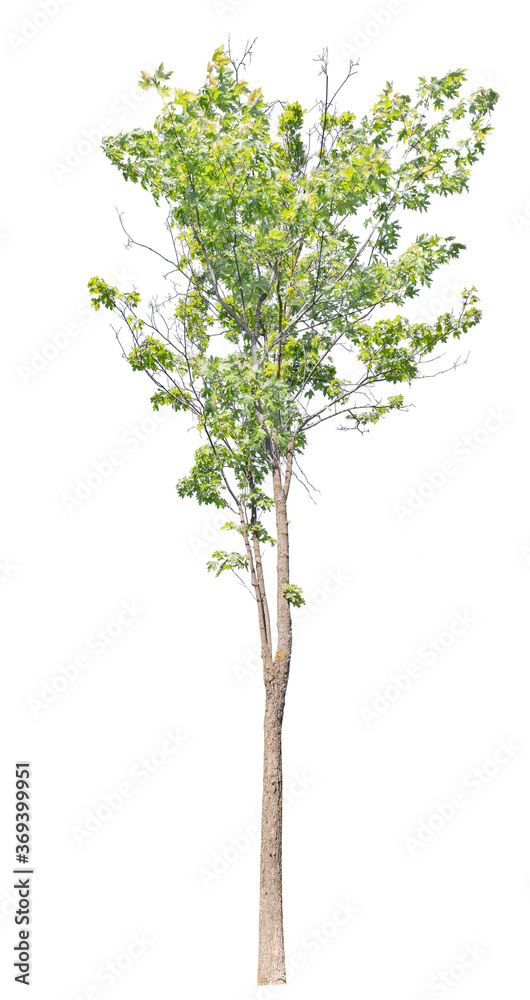 green summer maple tree with partly bare branches