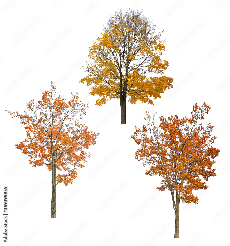 three bright autumn maples cutout on white