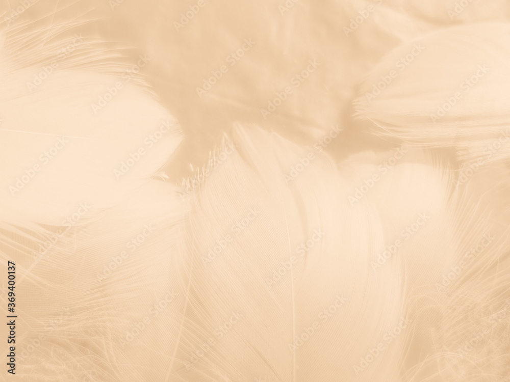 Obraz premium Beautiful abstract orange and white feathers on white background, soft brown feather texture on white pattern background, yellow feather background 