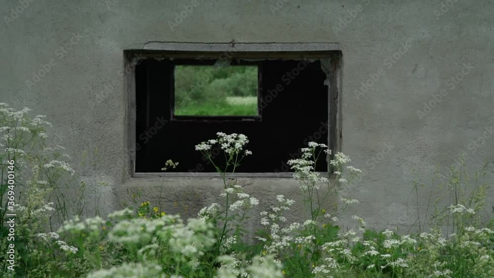 outdated broken building windows in grey wall with small white flowers on foreground on summer day slow motion outdated broken building windows in grey wall with small white flowers on foreground on summer day slow motion