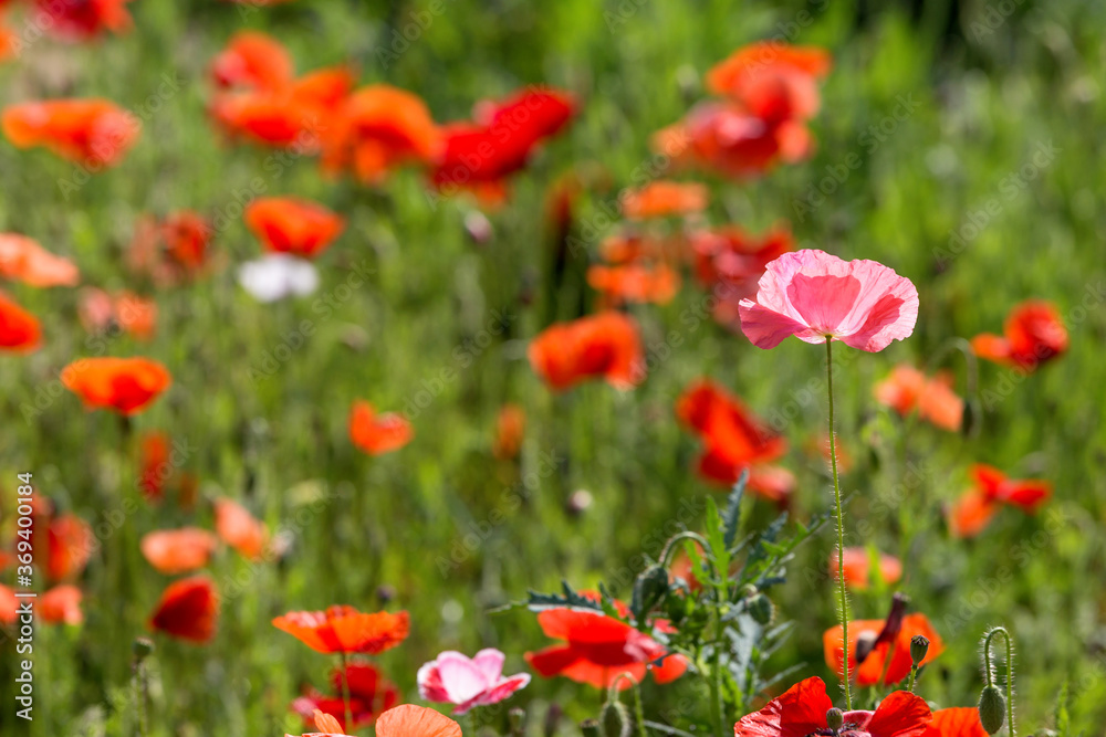 The poppies grown in the park