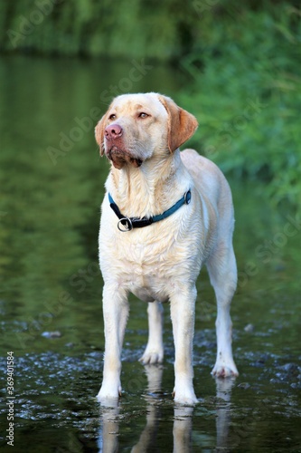 portrait of a dog