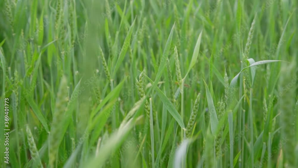 strong wind waves tender green wheat spikes and leaves on thin stems in boundless farm field slow motion close view strong wind waves tender green wheat spikes and leaves on thin stems in boundless farm field slow motion close view