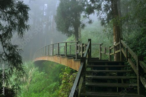 Fototapeta Naklejka Na Ścianę i Meble -  Old wooden bridge in the dark forest of tall pine trees in mysterious mist, Fenqihu, Alishan, Taiwan