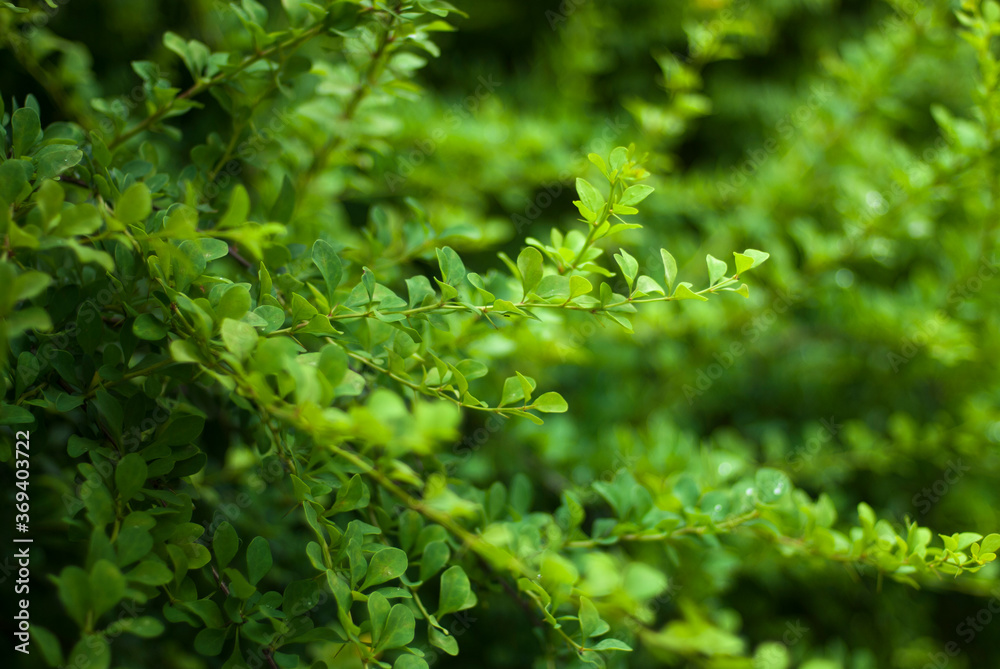 Barberry branches. Green branches with leaves and thorns. Green background. Barberry branches. Green branches with leaves and thorns. Green background.