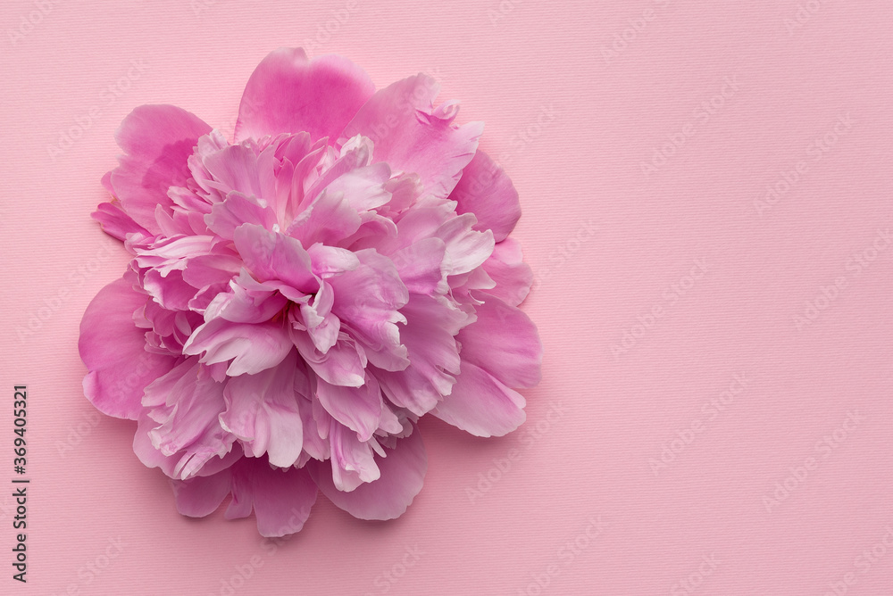 Fluffy pink peony on pink background. Copy space. Floral background Fluffy pink peony on pink background. Copy space. Floral background