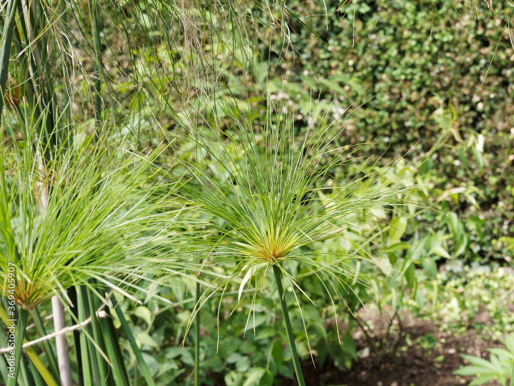 Echte Papyrus oder Cyperus papyrus, eine Sumpfpflanze ausgepflanzt in