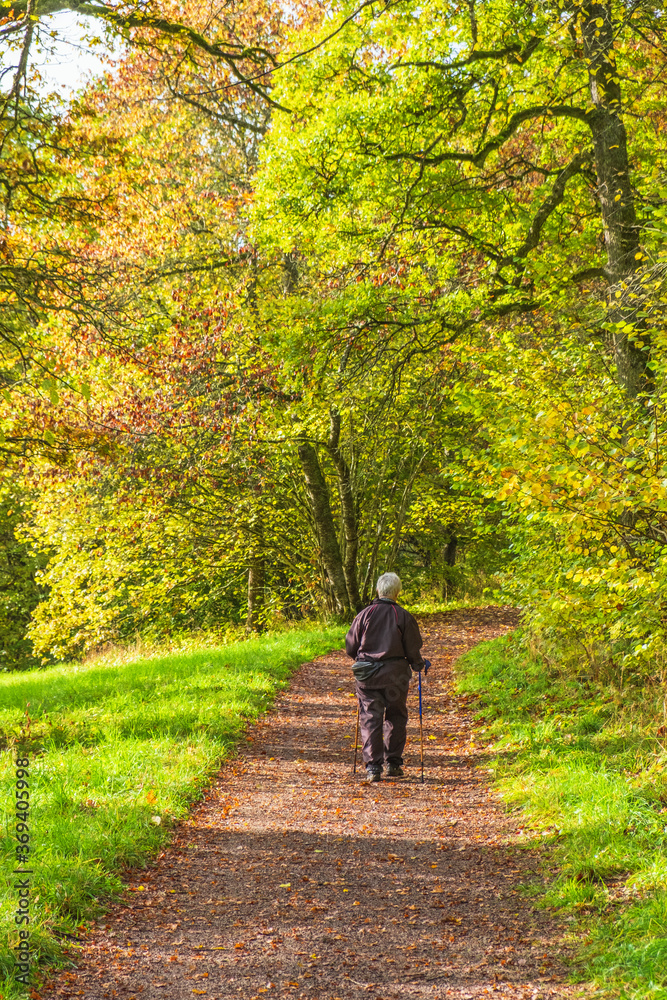 Woman walking with poles on a footpath in an autumn forest Woman walking with poles on a footpath in an autumn forest