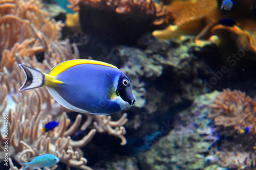 Powder Blue Tang (Acanthurus leucosternon), swimming in clear water near coral reef, diving in Red sea