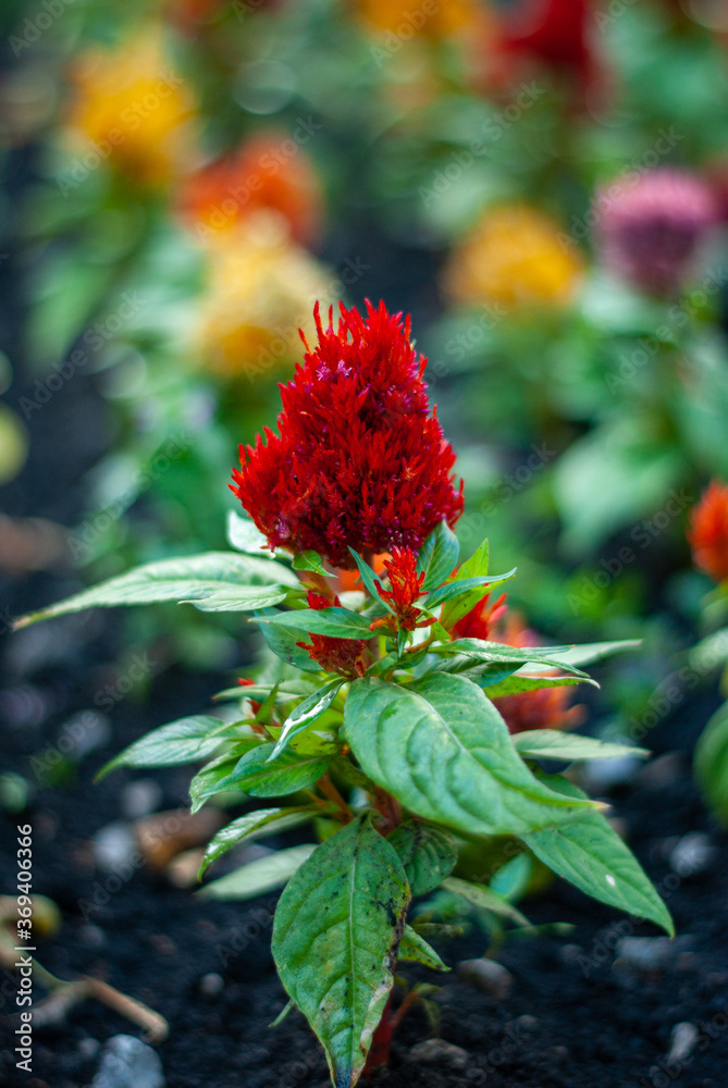 Red celosia flower blossoming in a city flowerbed. Celosia argentea var. plumosa Red celosia flower blossoming in a city flowerbed. Celosia argentea var. plumosa