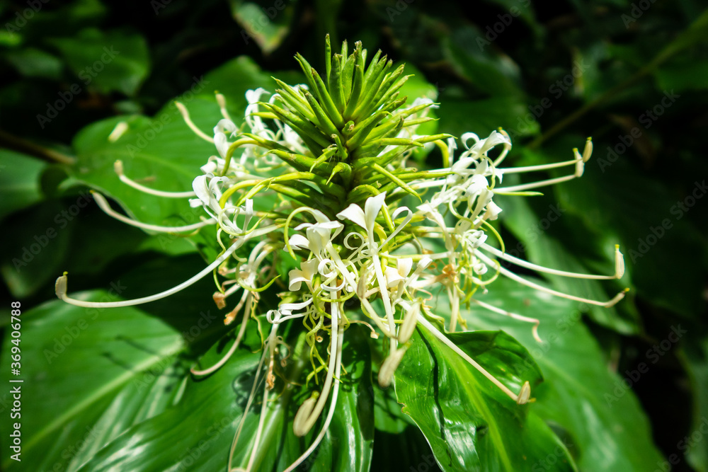 Hedychium spicatum, white, fan-shaped flower, commonly known as spiked ginger lily, or perfume ginger, with vivid green leaves, native to China, Himalayas, Thailand and Ethiopia. Hedychium spicatum, white, fan-shaped flower, commonly known as spiked ginger lily, or perfume ginger, with vivid green leaves, native to China, Himalayas, Thailand and Ethiopia.