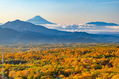 富士山とカラマツの紅葉、山梨県北杜市清里高原美し森にて