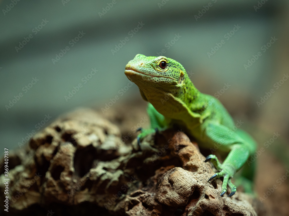 Naklejka premium Green tree monitor lizard climbing on a branch, looking at camera