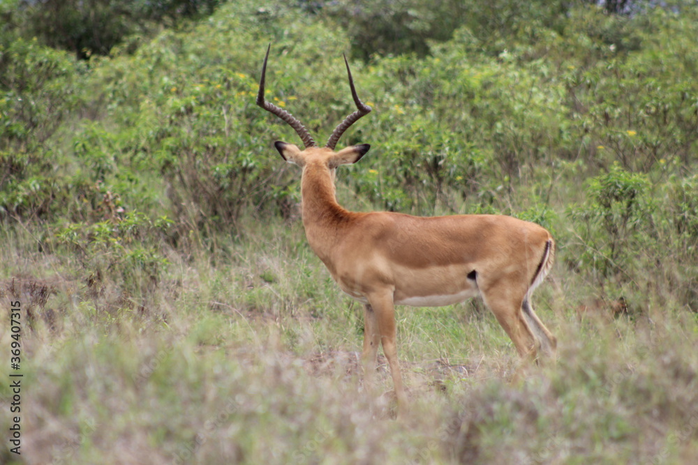 Afican Landscape with Gazelle,Nairobi national park,Kenya Afican Landscape with Gazelle,Nairobi national park,Kenya