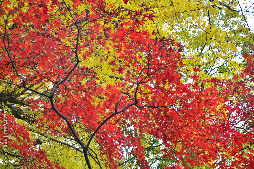日本の秋に咲く紅葉の葉と木