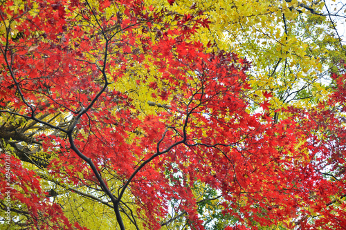 日本の秋に咲く紅葉の葉と木
