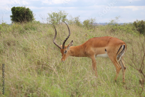 Afican Landscape with Gazelle,Nairobi national park,Kenya