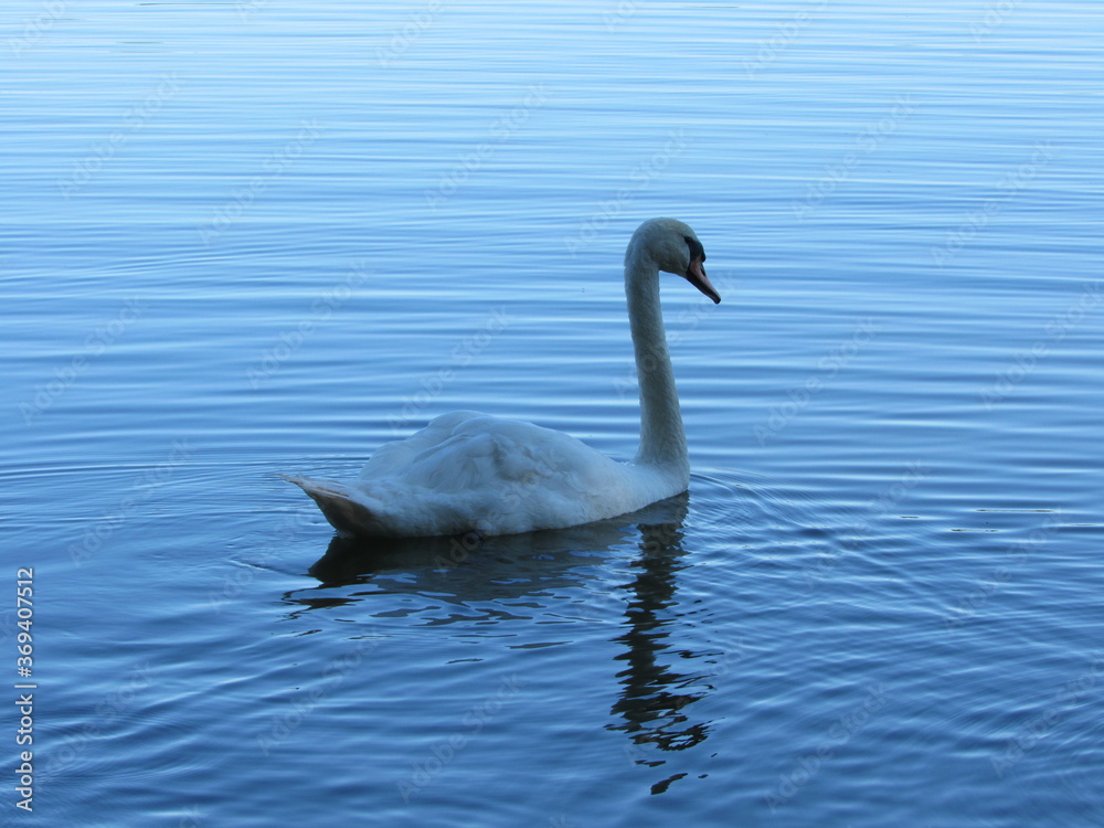 swans on the lake. loyalty to the swan. photo of swans close up swans on the lake. loyalty to the swan. photo of swans close up